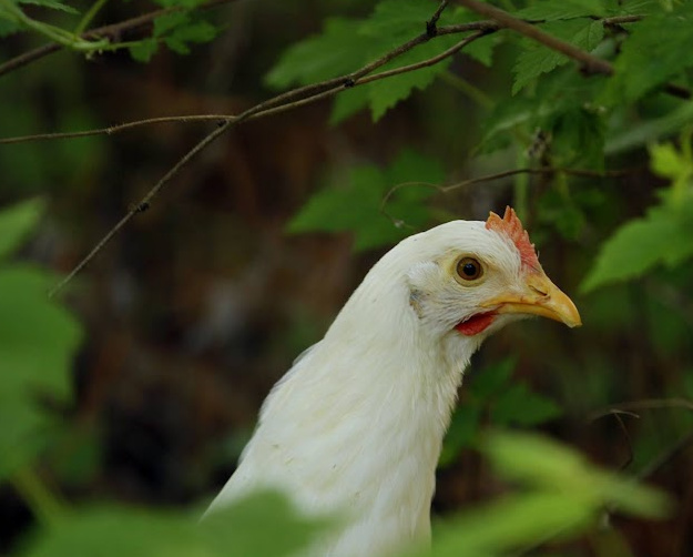 WALK ON THE WILD SIDE Avian flu has flown into Quebec The Quebec
