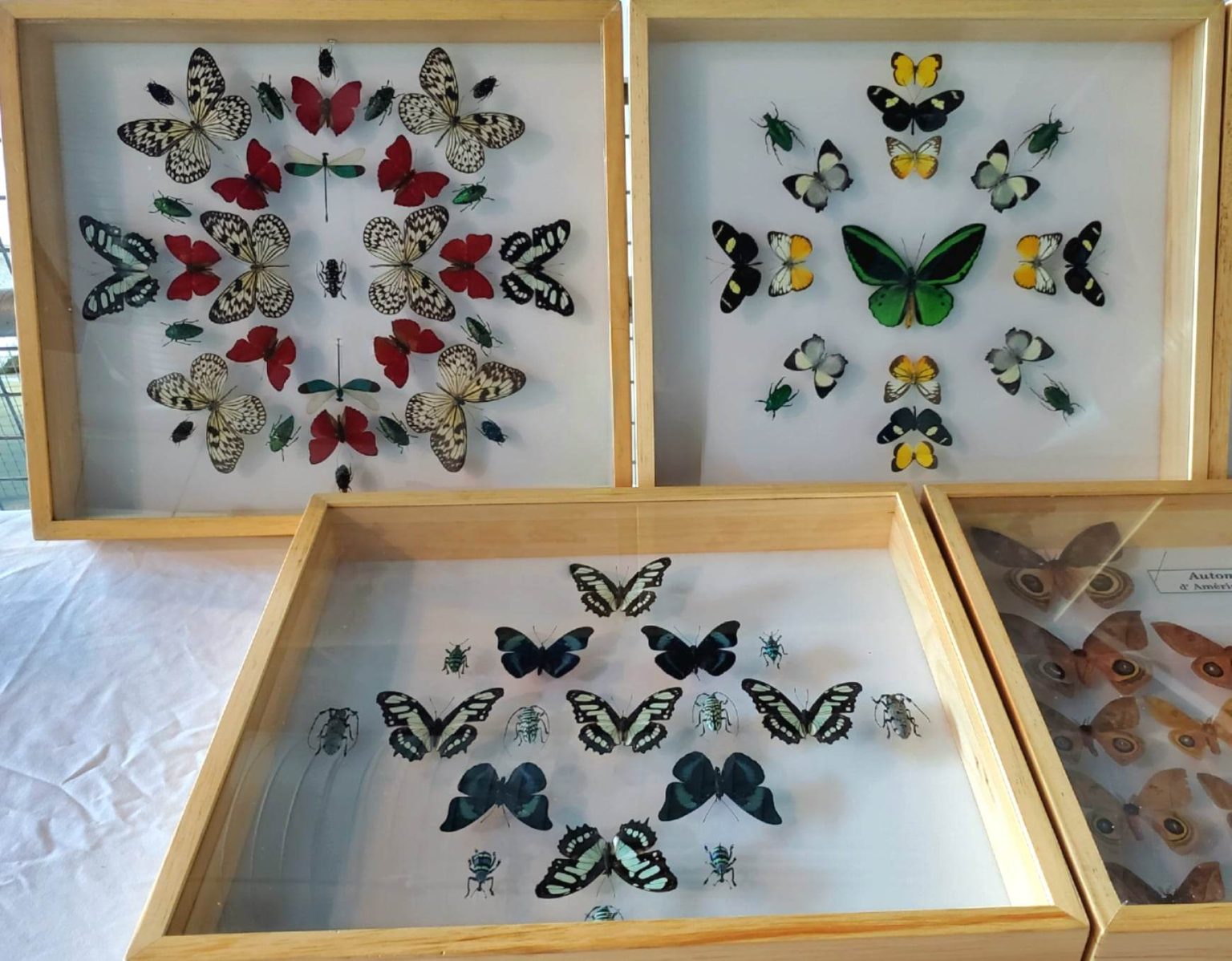 Families swarm to Aquarium du Québec insect festival - The Quebec ...