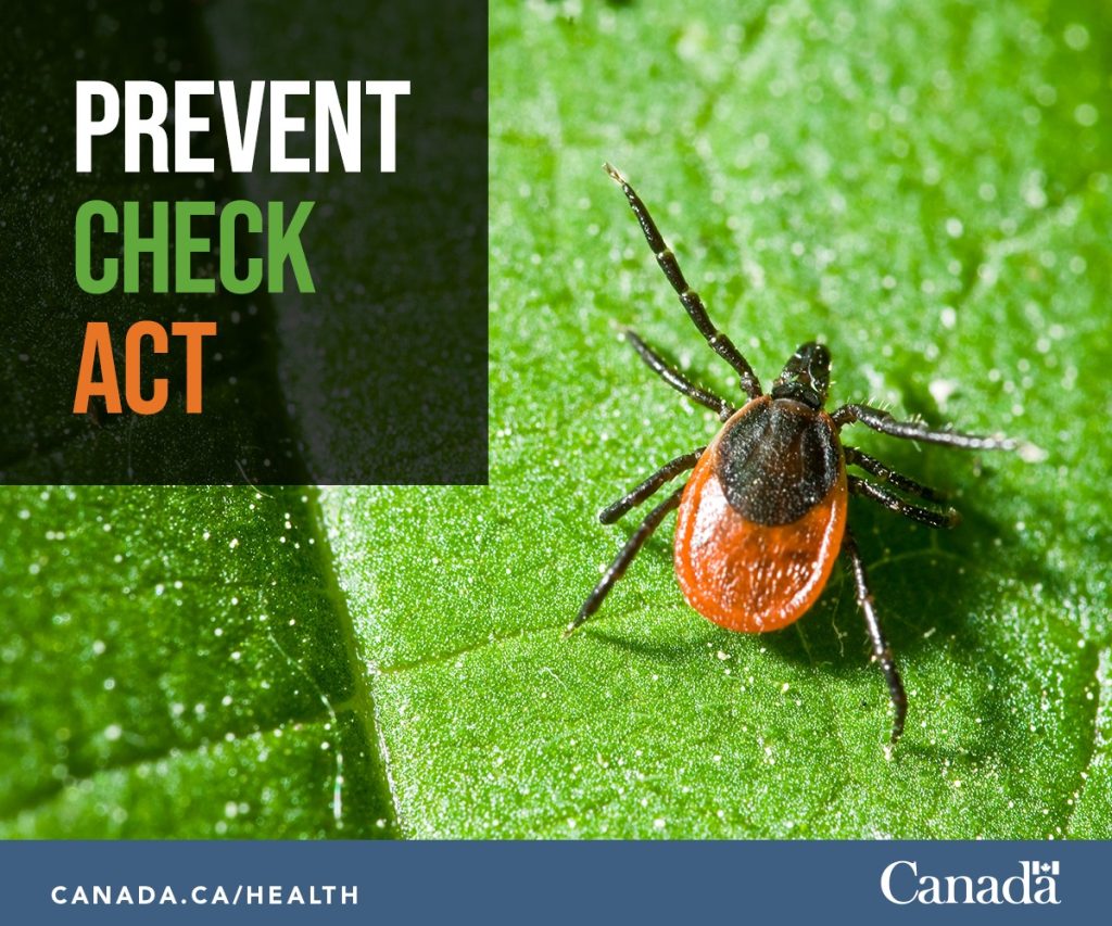 Prevent tick bites to protect yourself from Lyme disease The Quebec